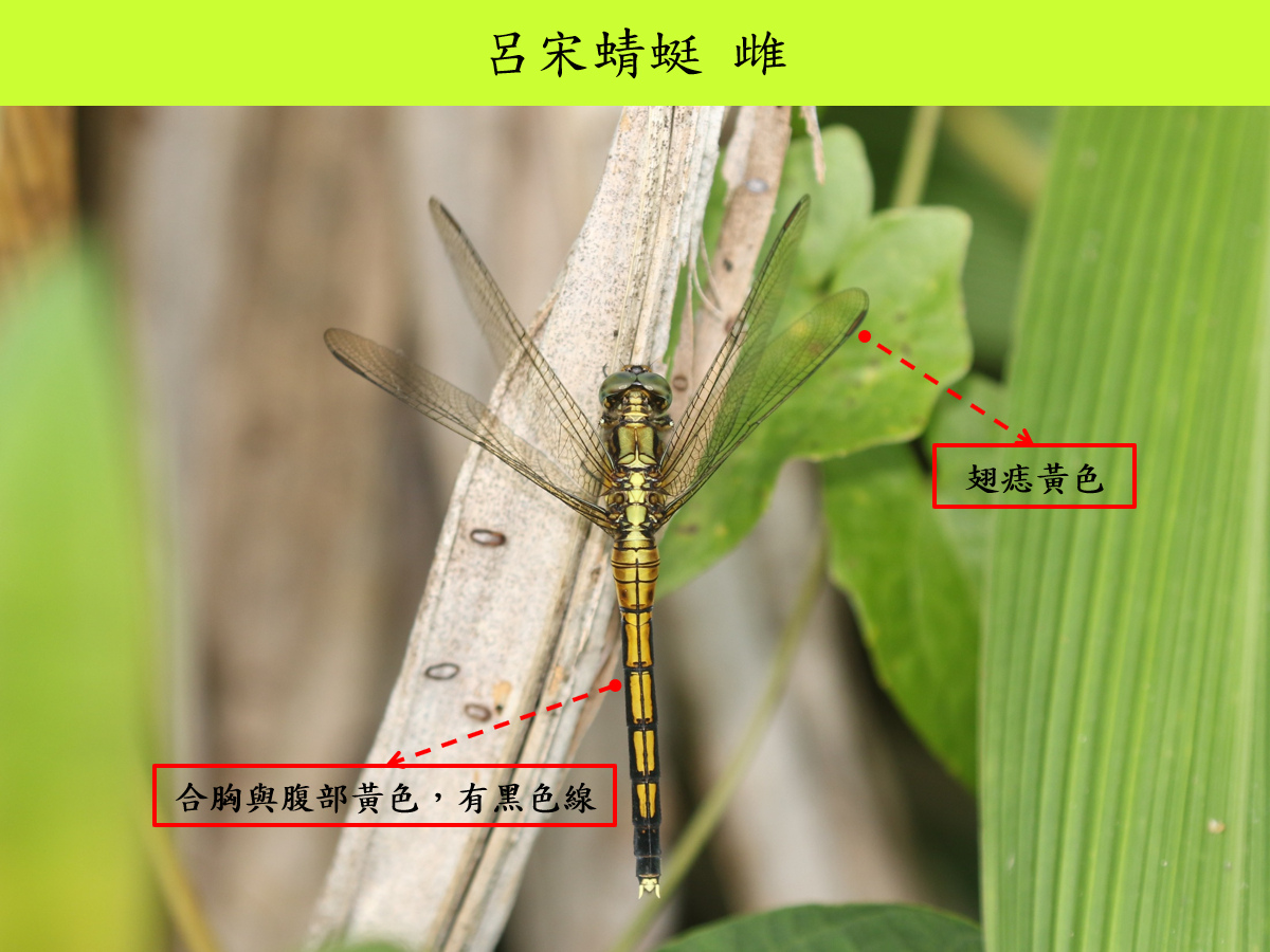 呂宋_雌_背面.jpg
