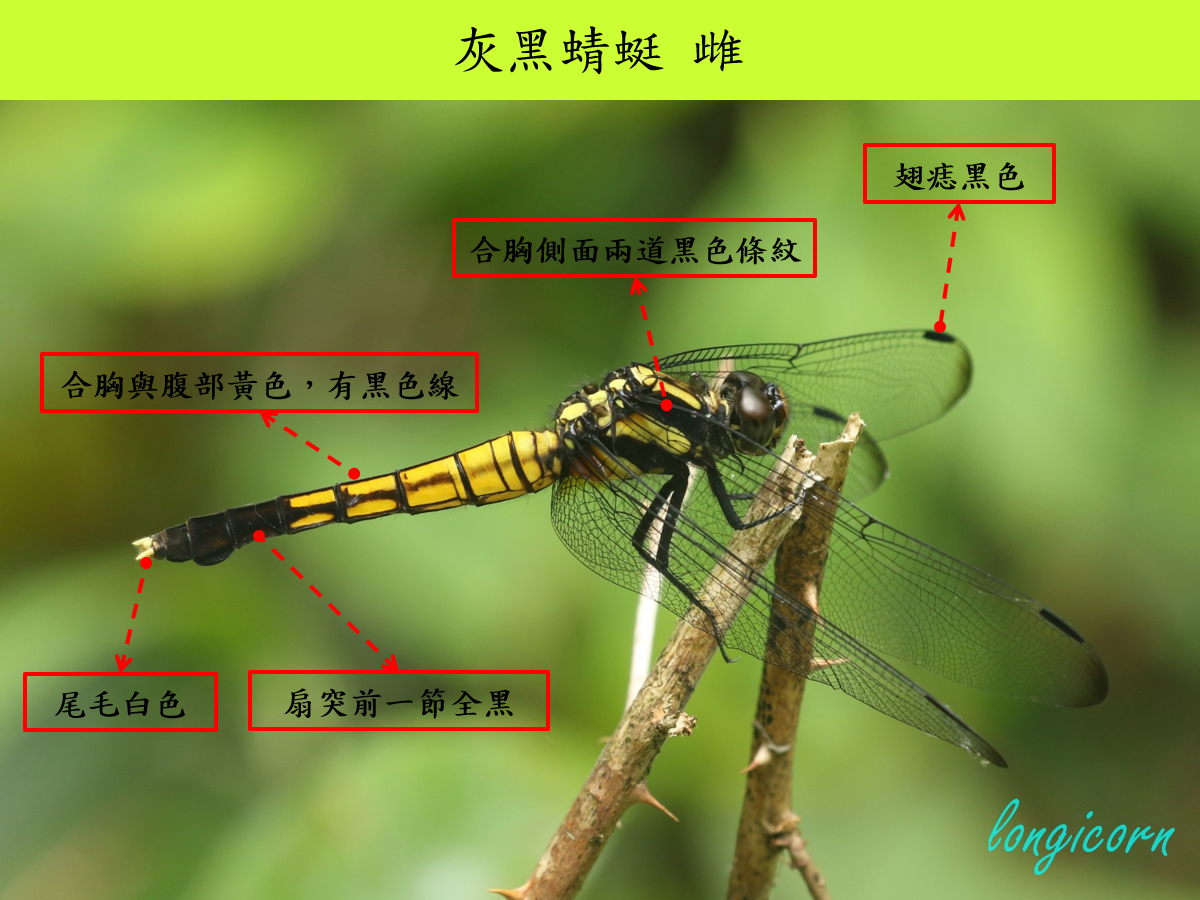 灰黑_雌_側面.jpg