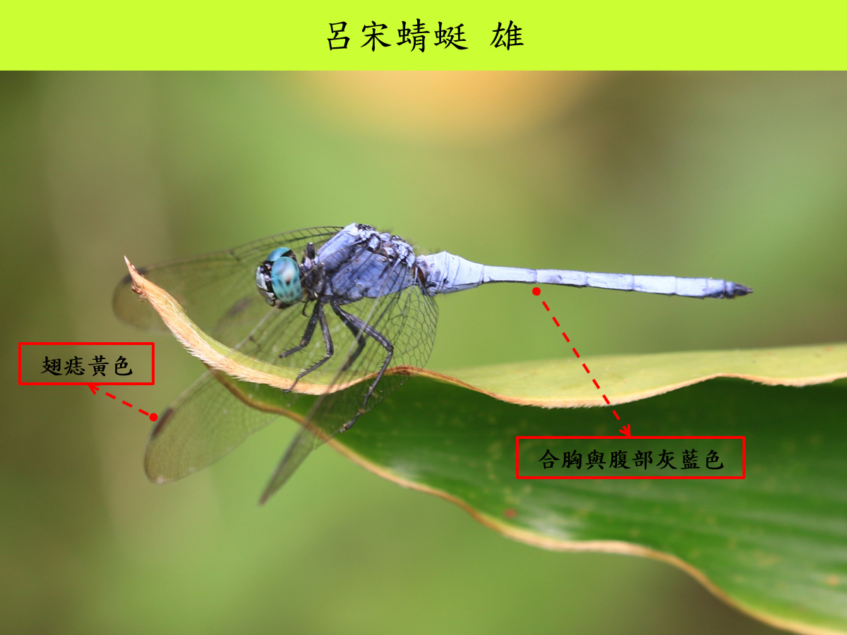 呂宋_雄_側面.jpg