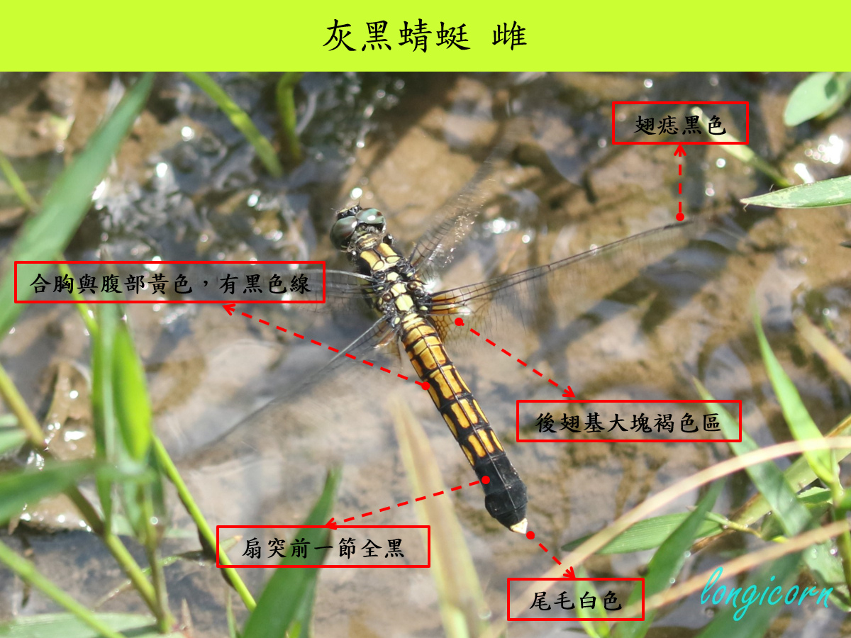 灰黑_雌_背面.jpg
