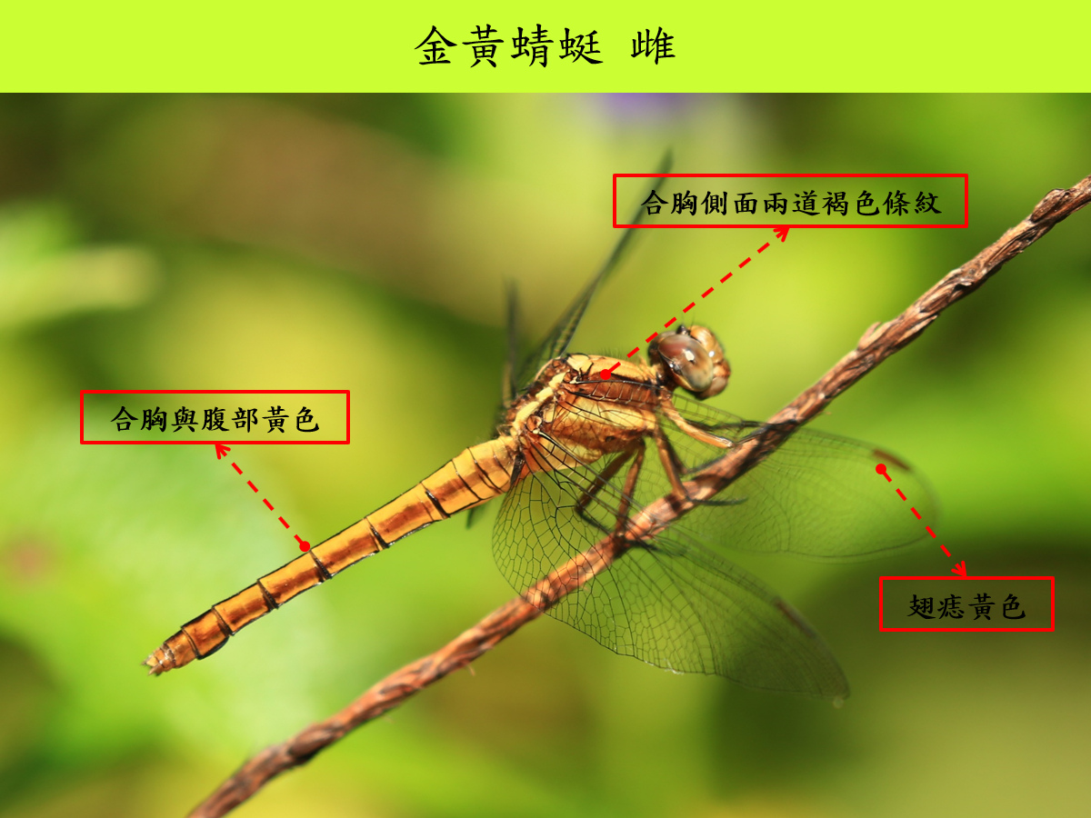 金黃_雌_側面.jpg