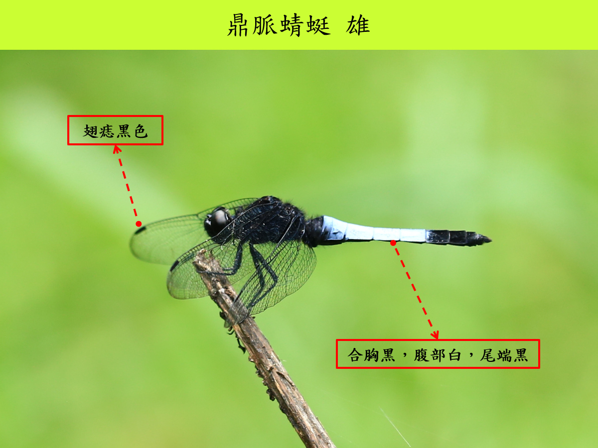 鼎脈_雄_側面.jpg