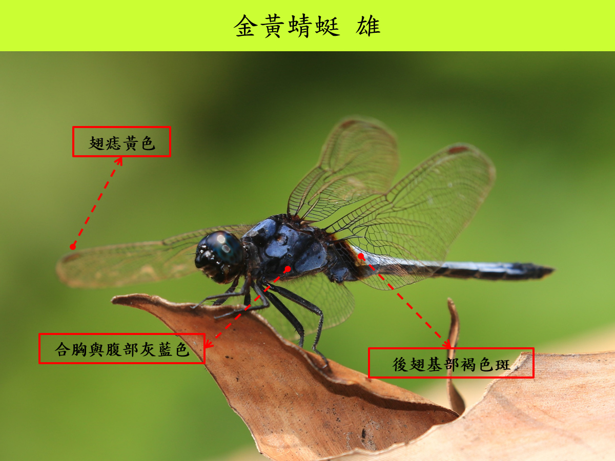 金黃_雄_側面.jpg