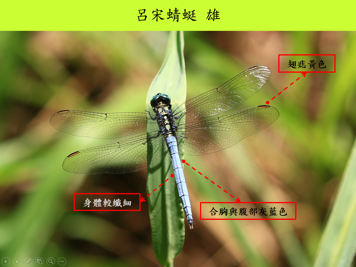 呂宋_雄_背面.jpg