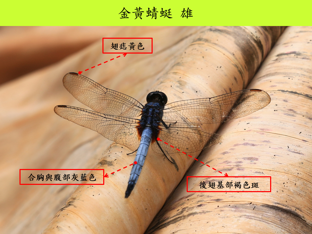金黃_雄_背面.jpg