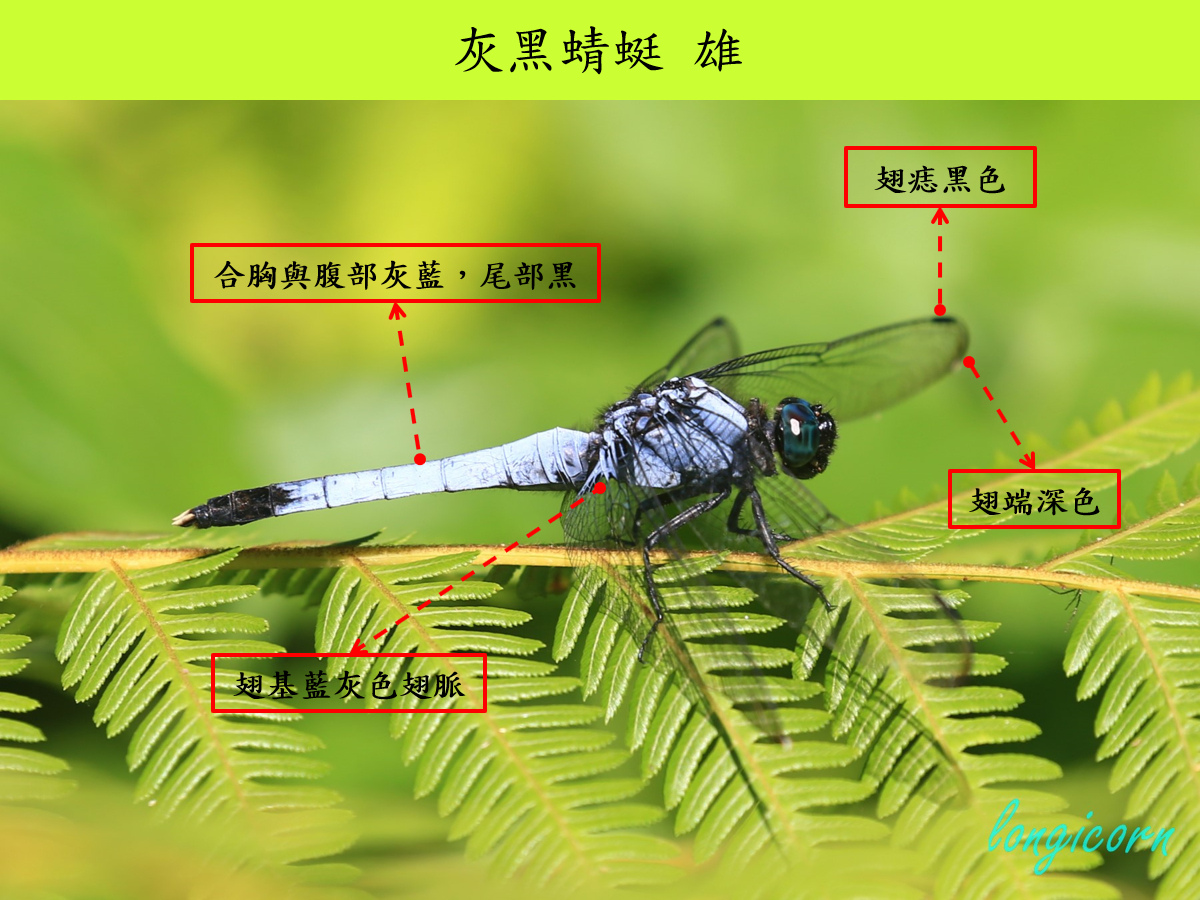 灰黑_雄_側面.jpg