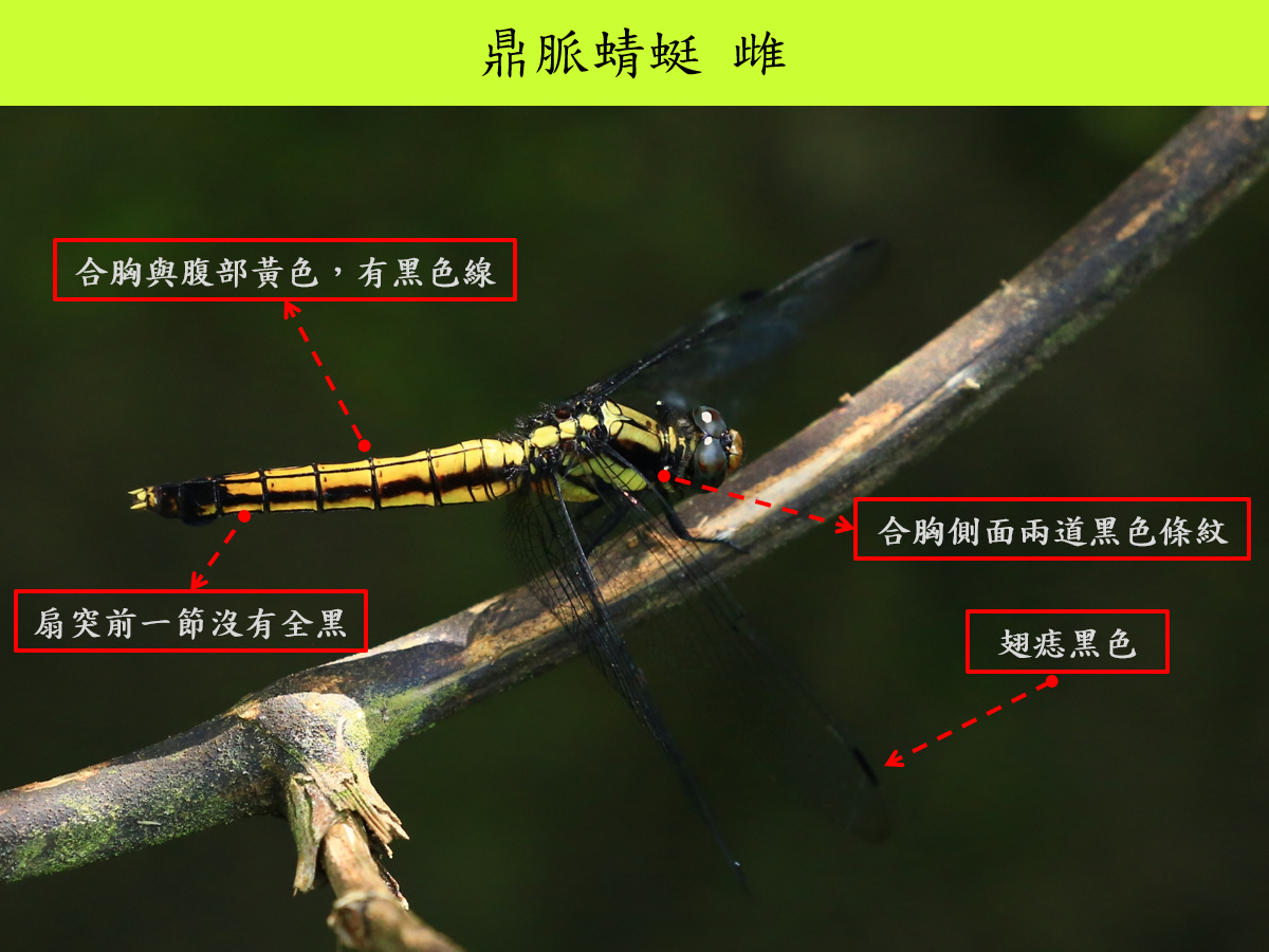 鼎脈_雌_側面.jpg