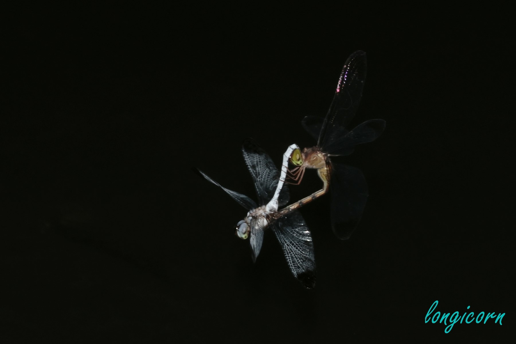灰影蜻蜓_心型連結.JPG 灰影蜻蜓_心型連結.JPG