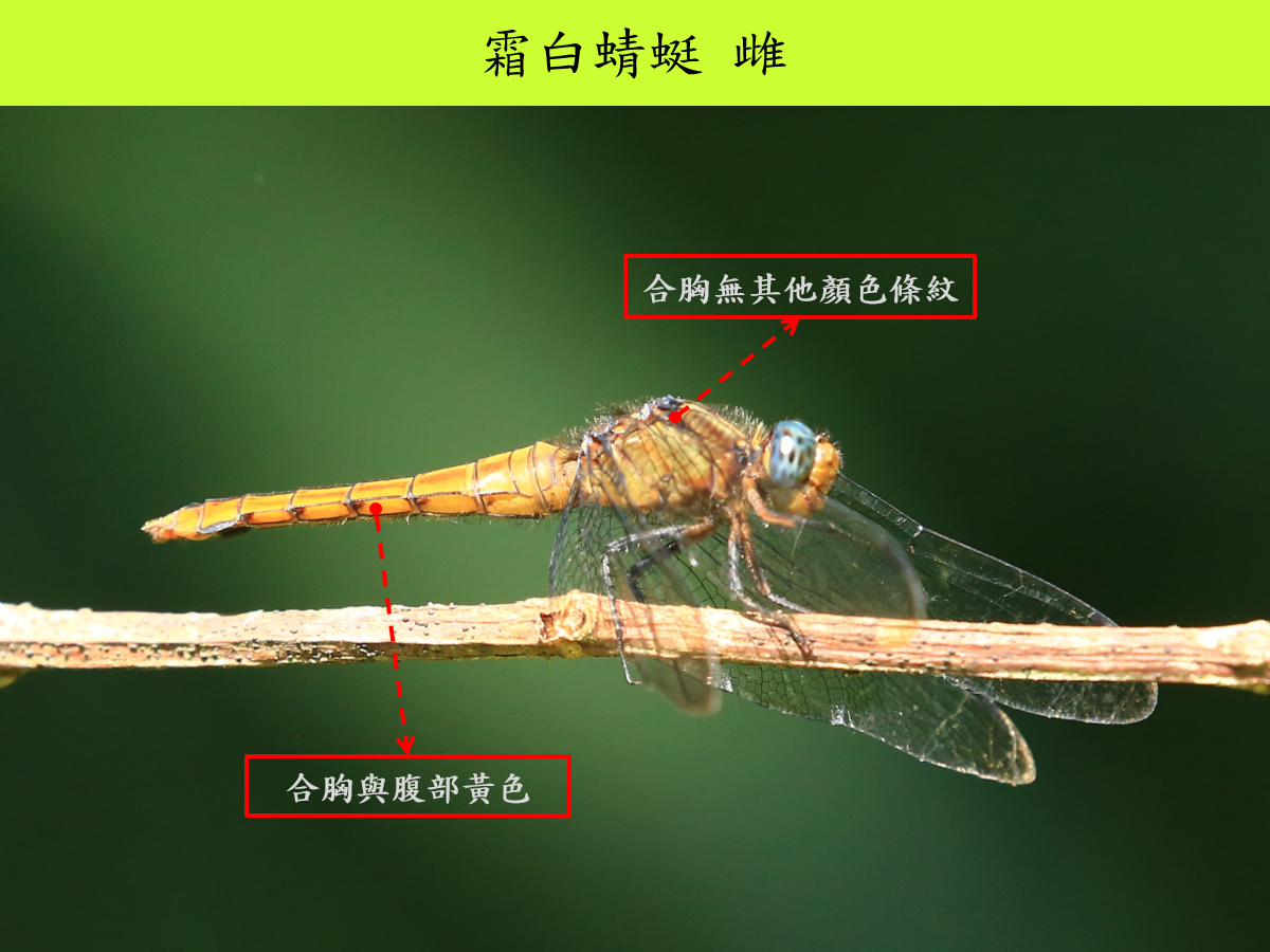 霜白_雌_側面.jpg