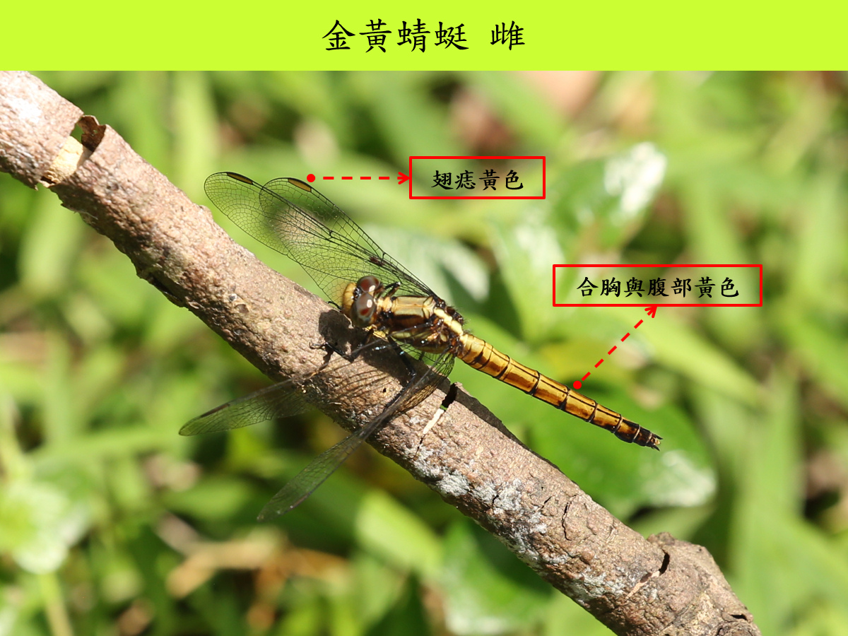 金黃_雌_背面.jpg