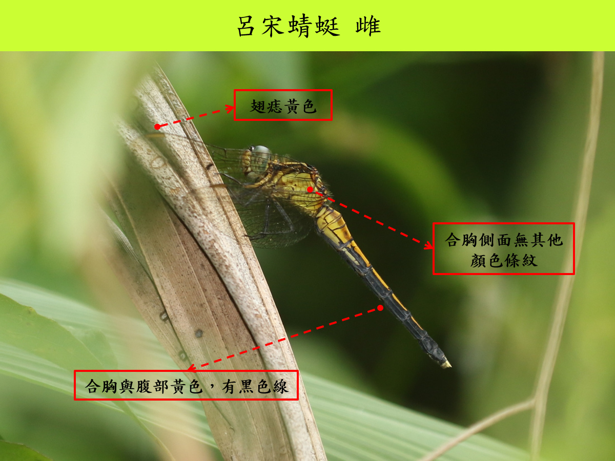 呂宋_雌_側面.jpg