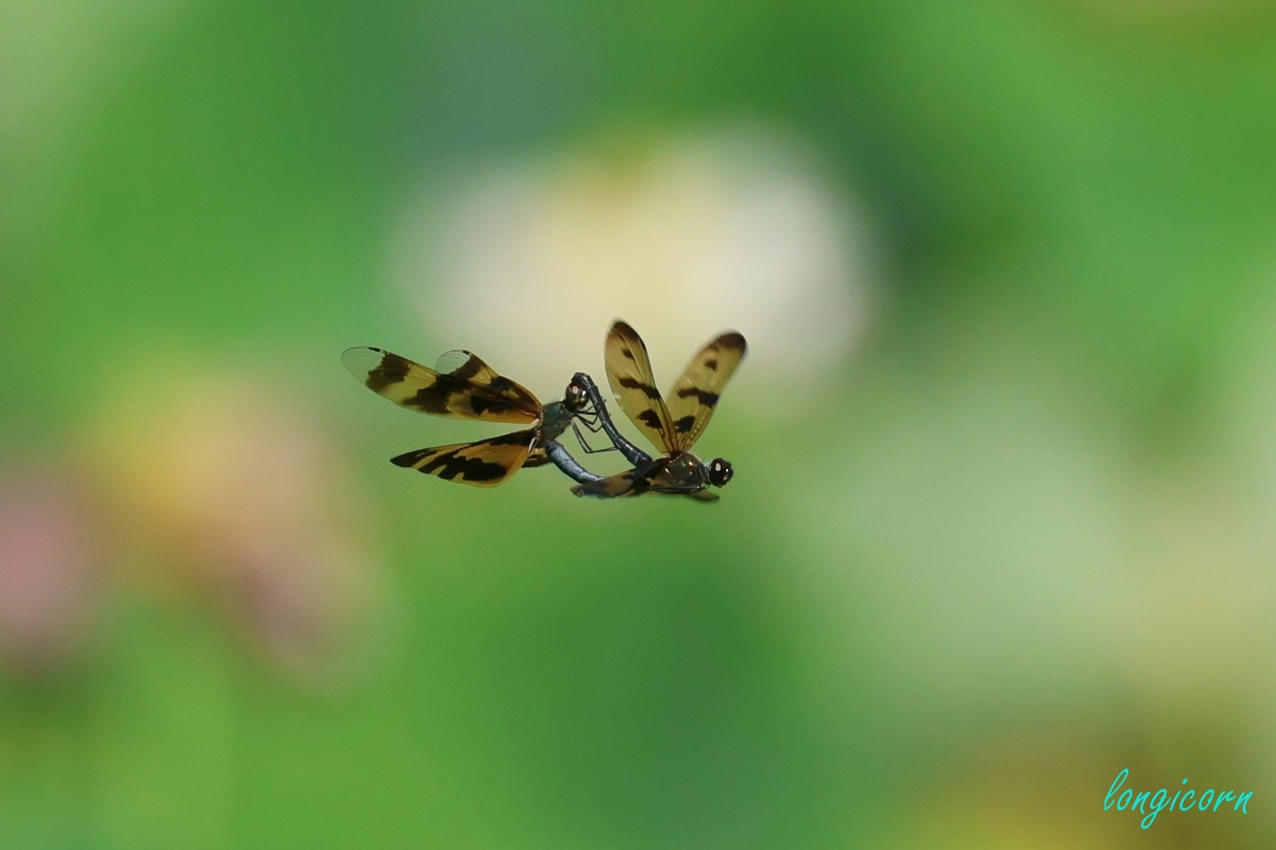 彩裳蜻蜓_空中連結.JPG