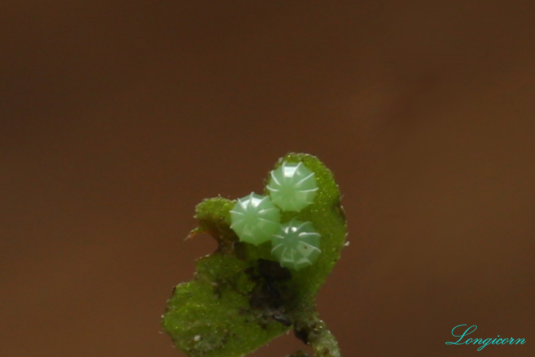 幻蛺蝶_卵_聚產.jpg