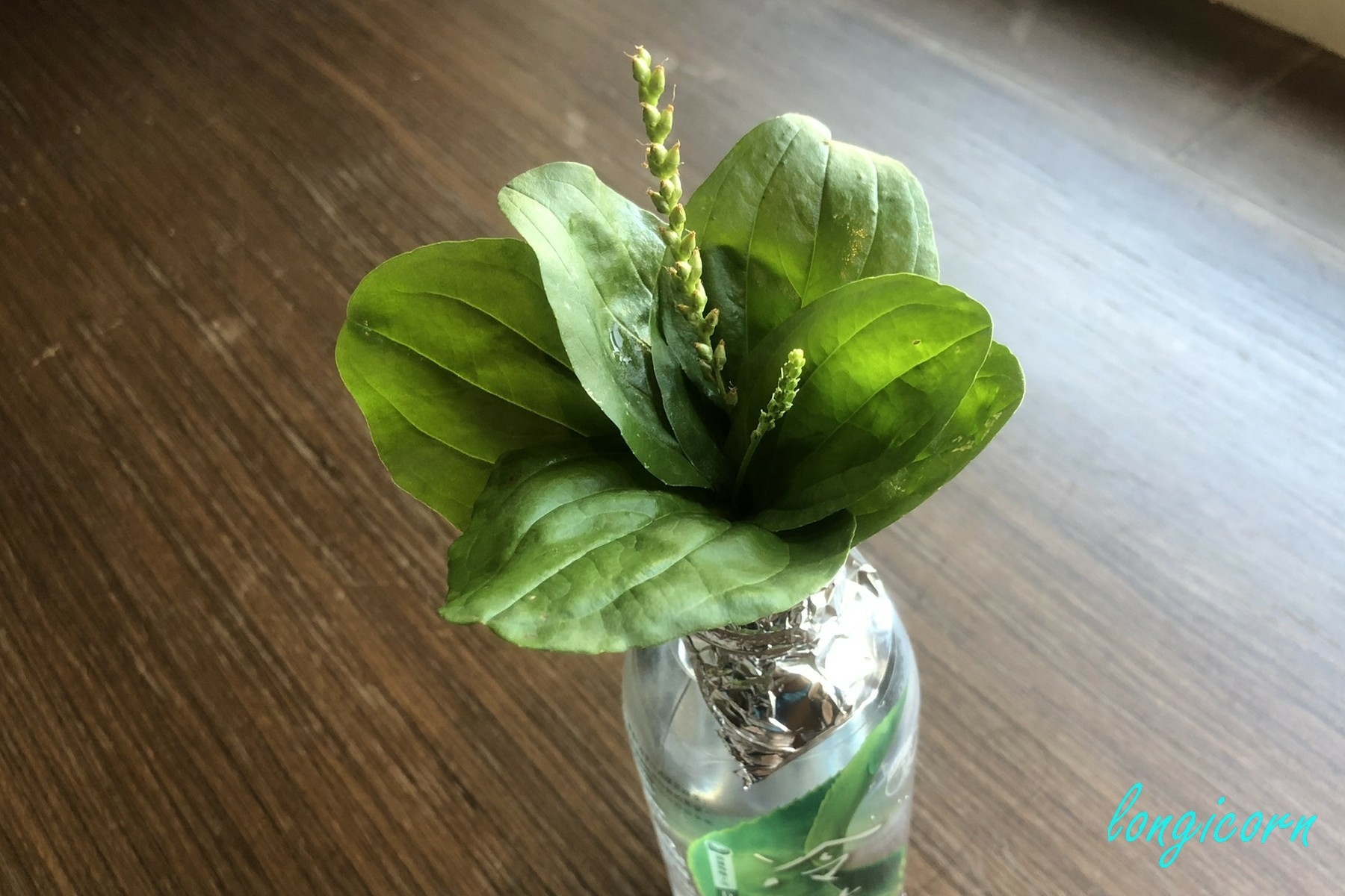 青眼蛺蝶_食草.jpg