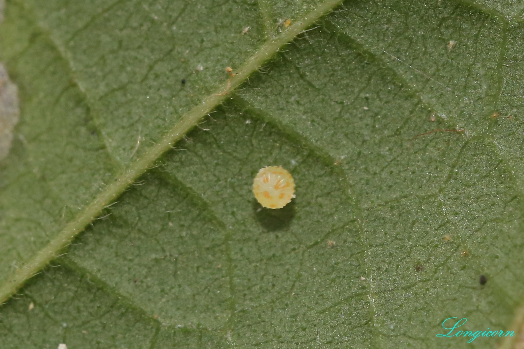 1L7A0395.JPG