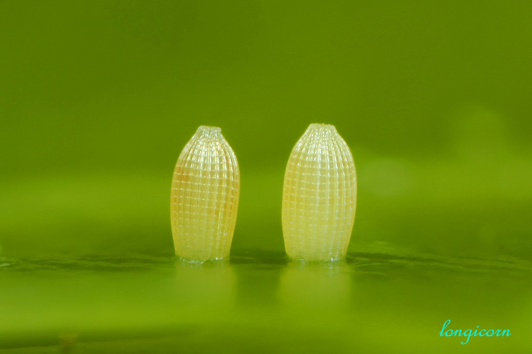 尖粉蝶_卵2.jpg 尖粉蝶_卵2.jpg