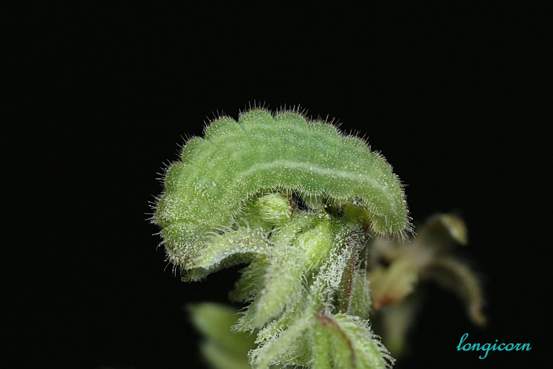 燕藍灰蝶_四齡蟲_1cm.jpg