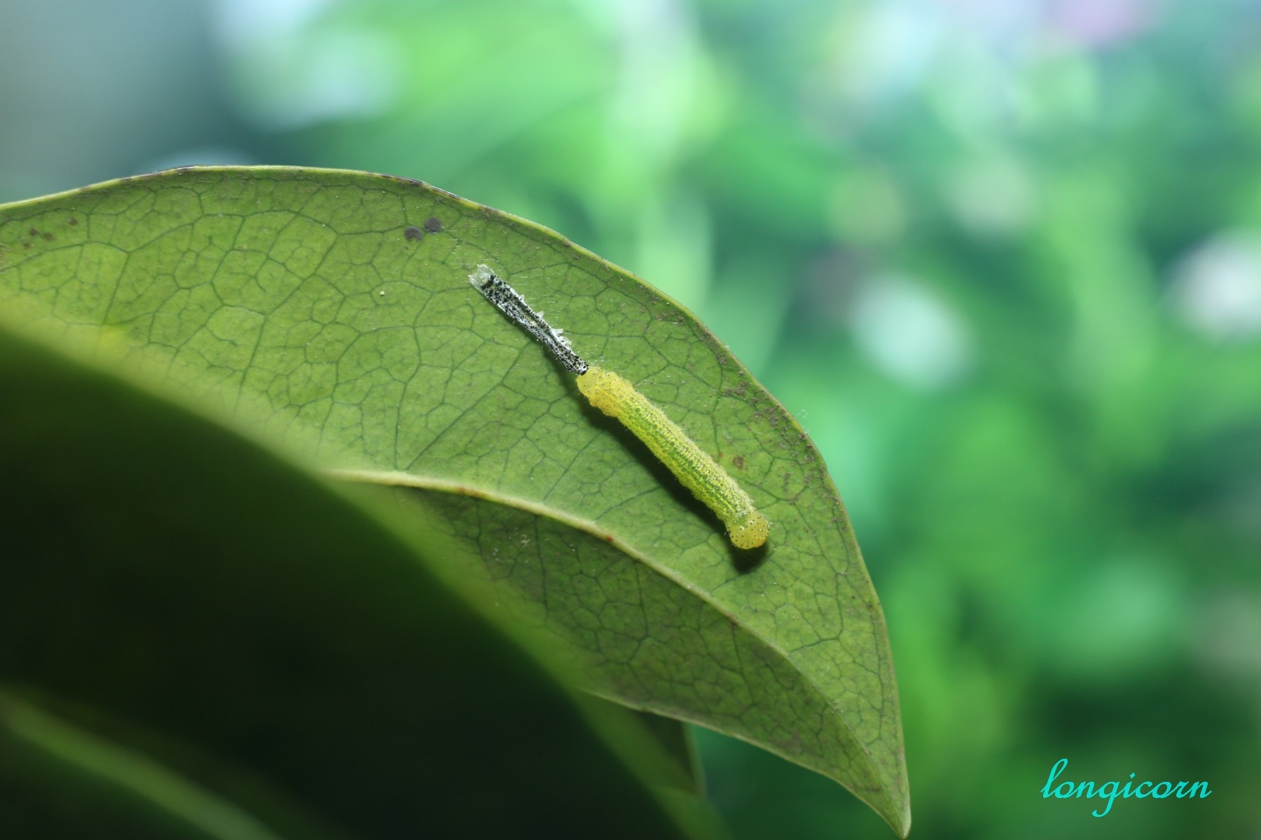 尖粉蝶_蛻皮.JPG 尖粉蝶_蛻皮.JPG