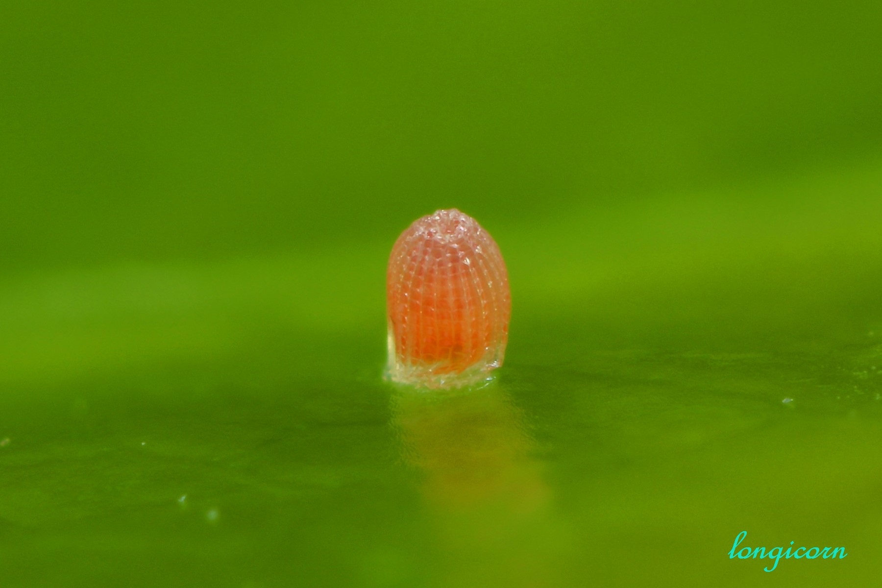 尖粉蝶_卵5.jpg 尖粉蝶_卵5.jpg