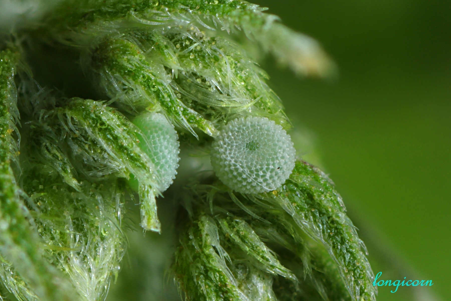 燕藍灰蝶_卵1.jpg