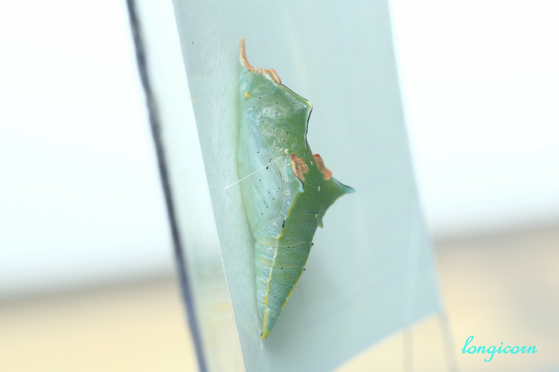 鋸粉蝶_蛹2.JPG 鋸粉蝶_蛹2.JPG