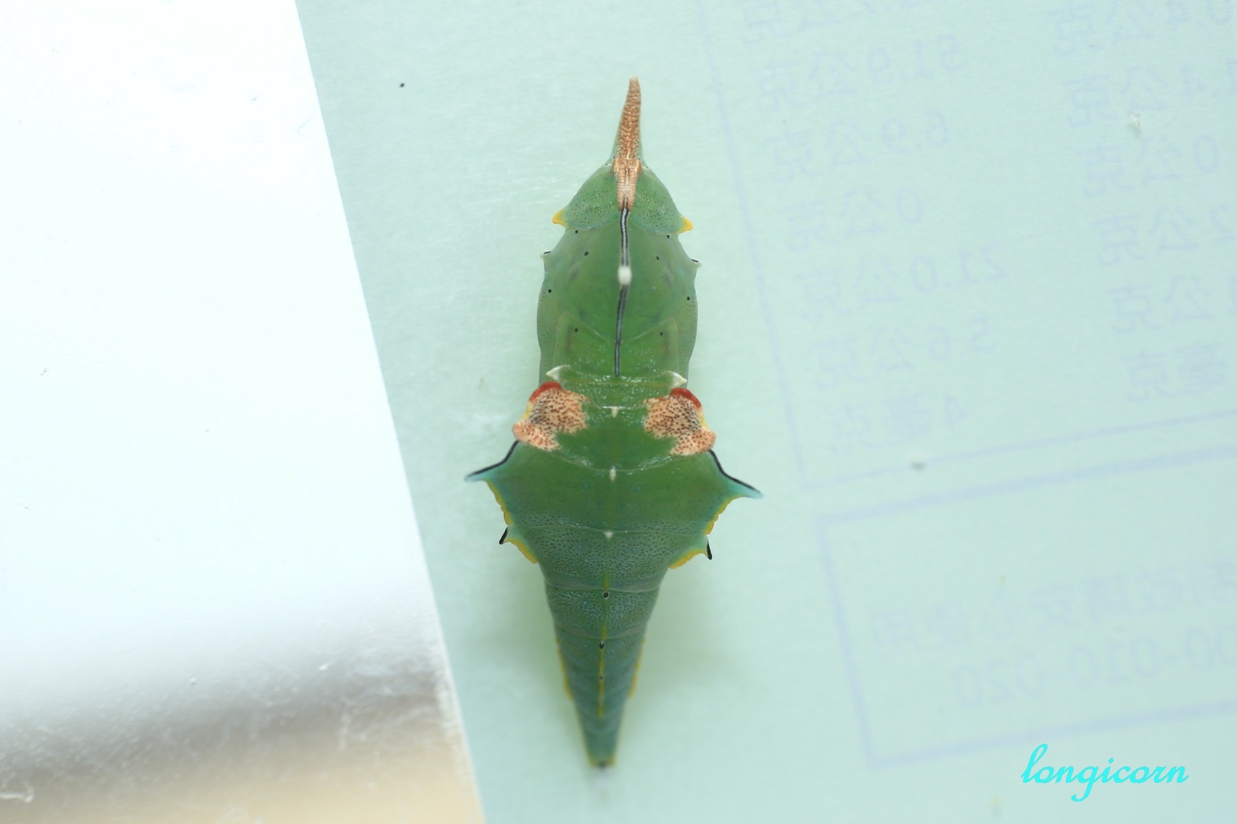 鋸粉蝶_蛹.JPG 鋸粉蝶_蛹.JPG