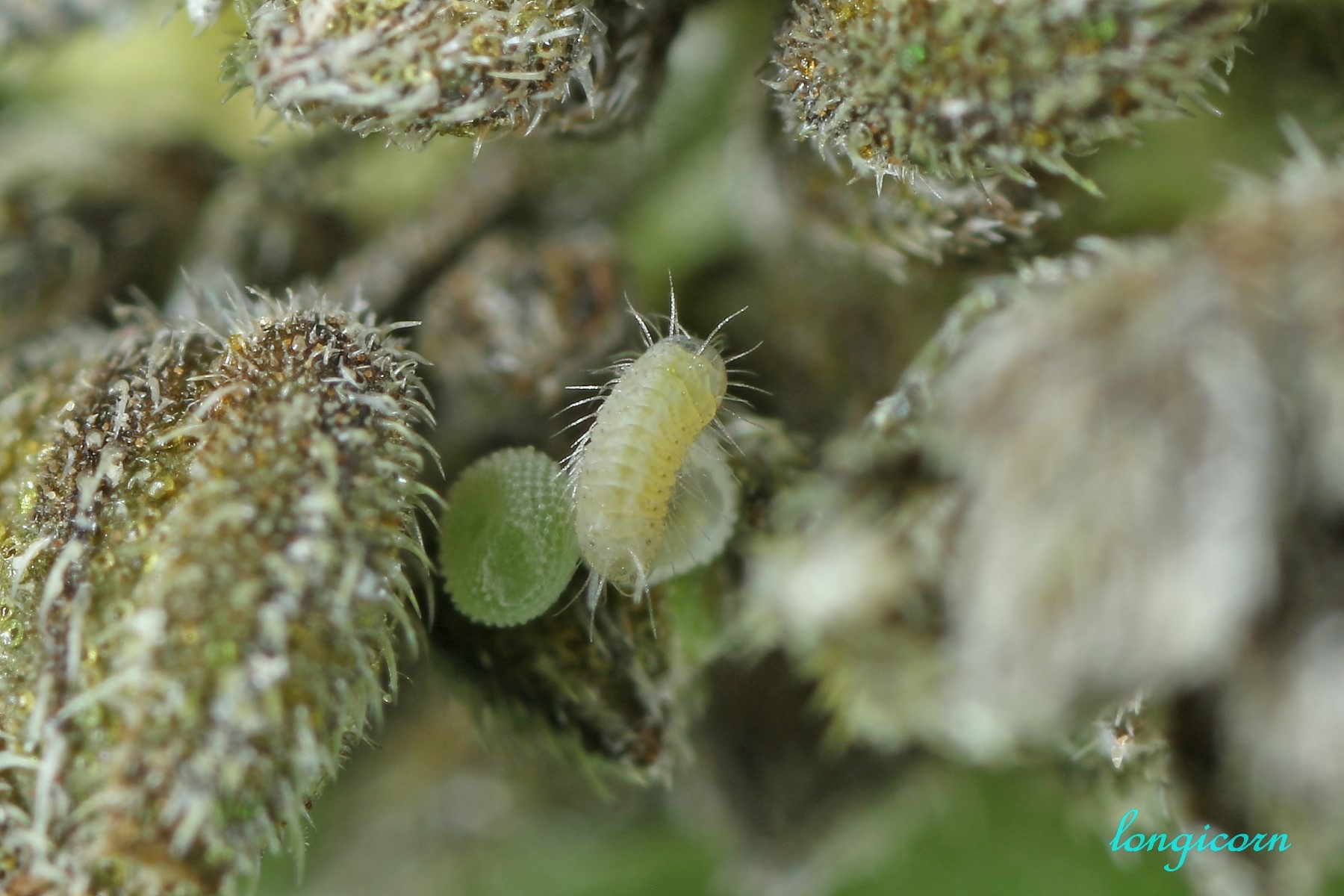 燕藍灰蝶_孵化4.jpg