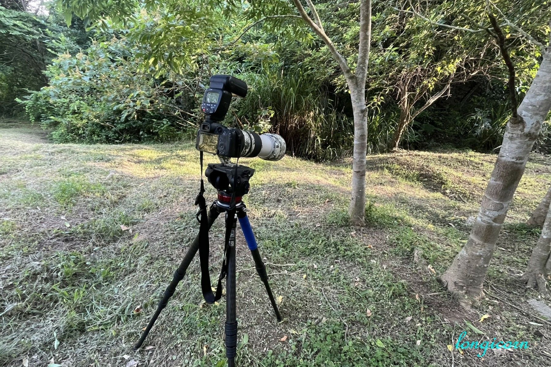 臺灣灑灰蝶產卵 黃昏之約