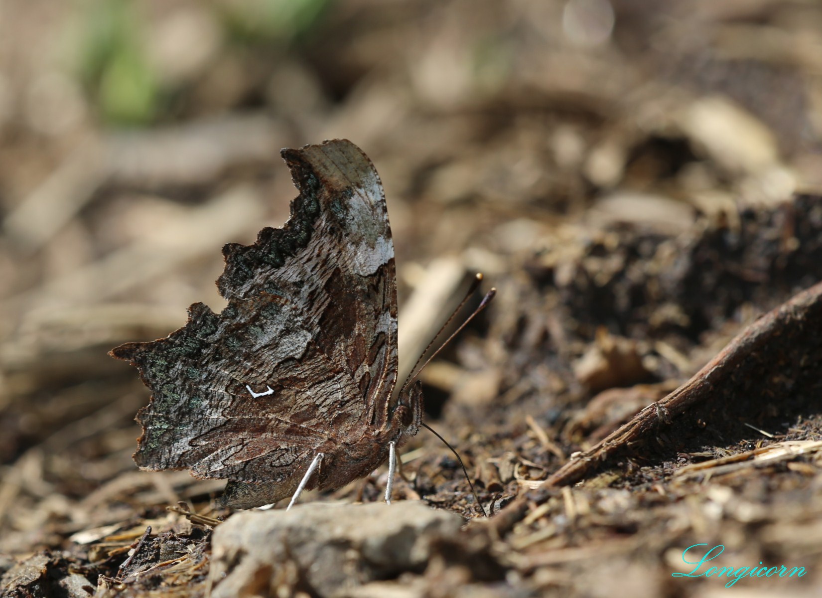 白鐮紋蛺蝶