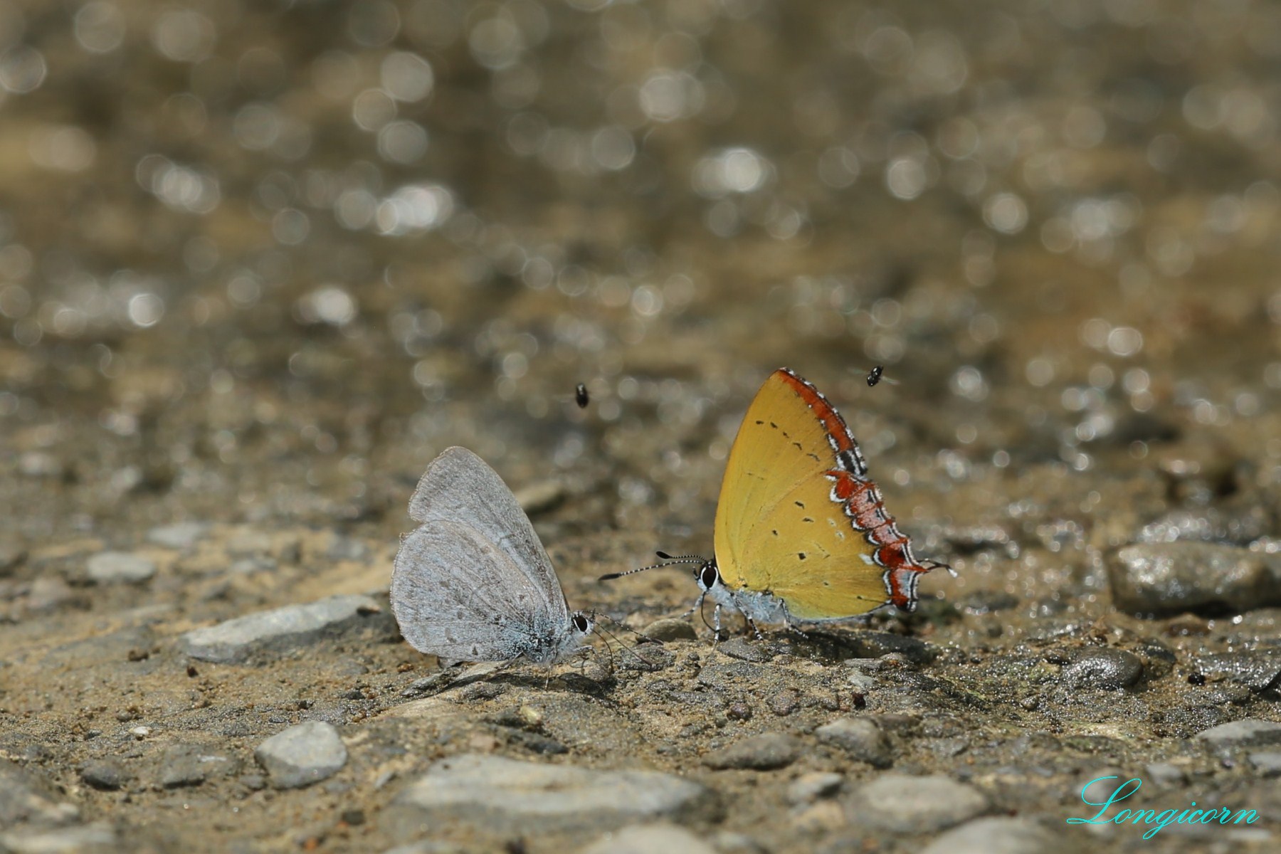 紅邊黃小灰蝶.jpg