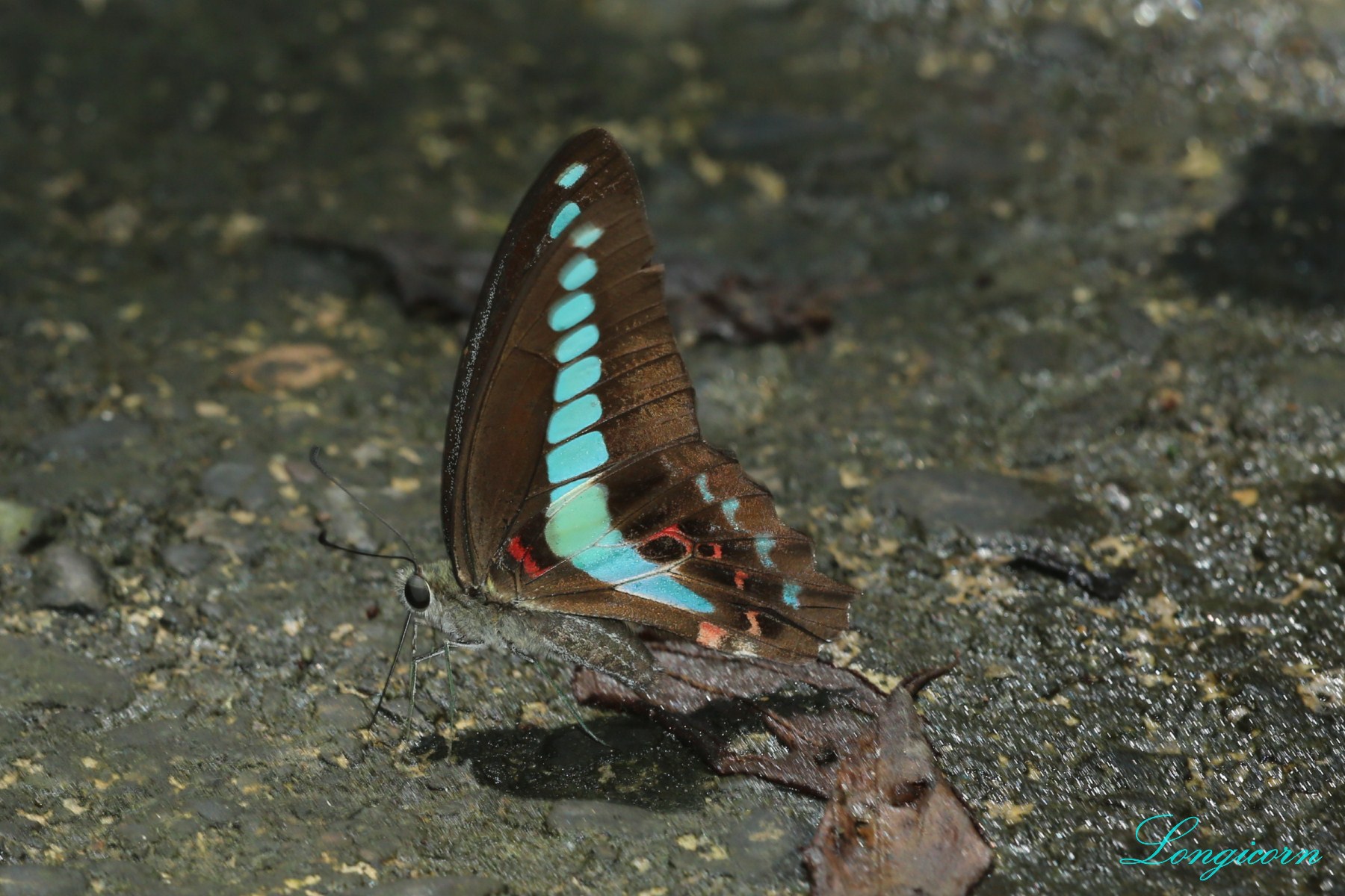 青帶鳳蝶.jpg