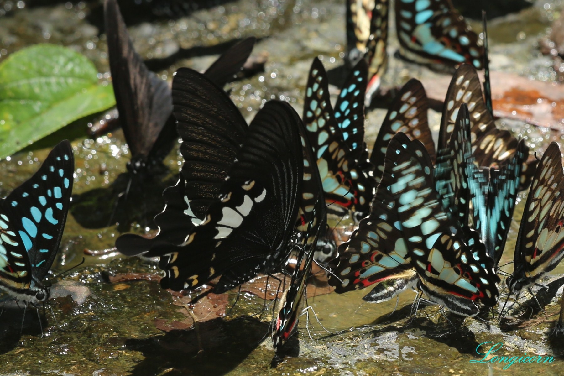 大白紋鳳蝶.jpg