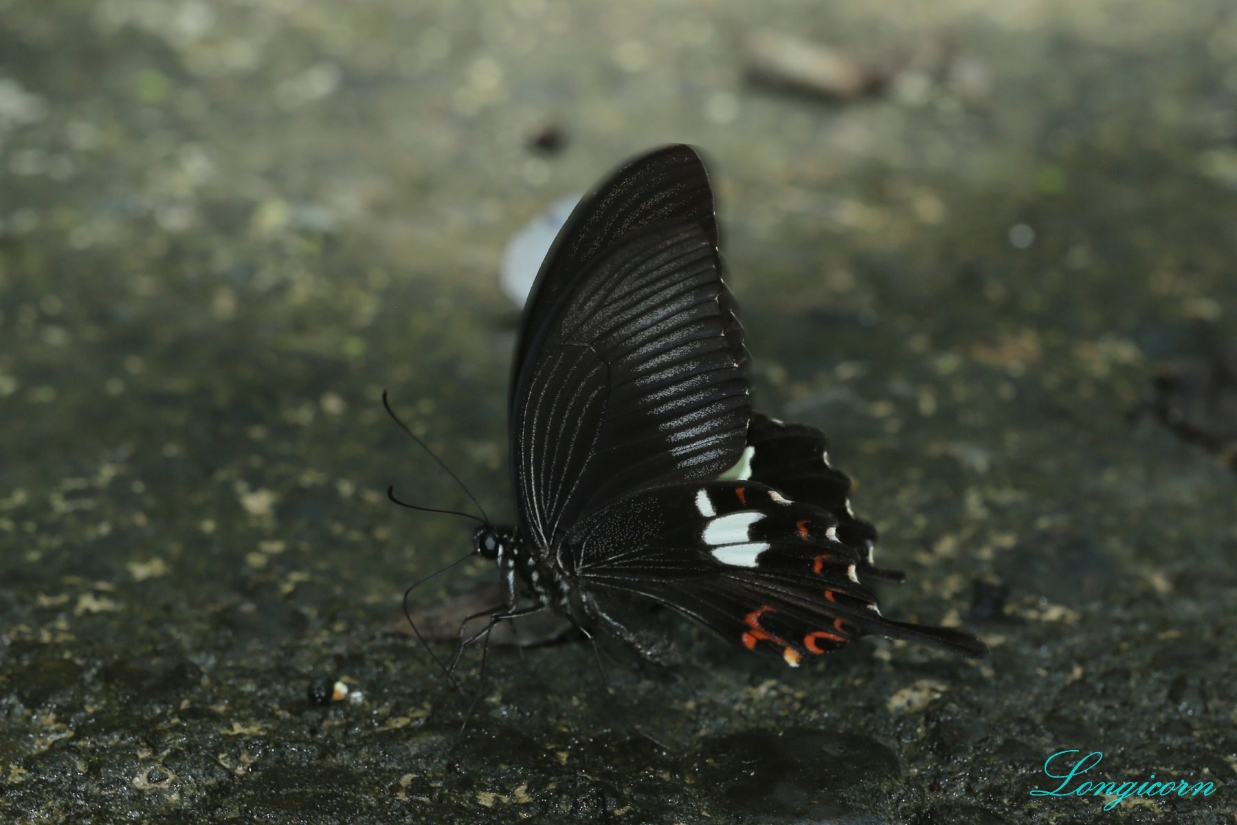 白紋鳳蝶.jpg