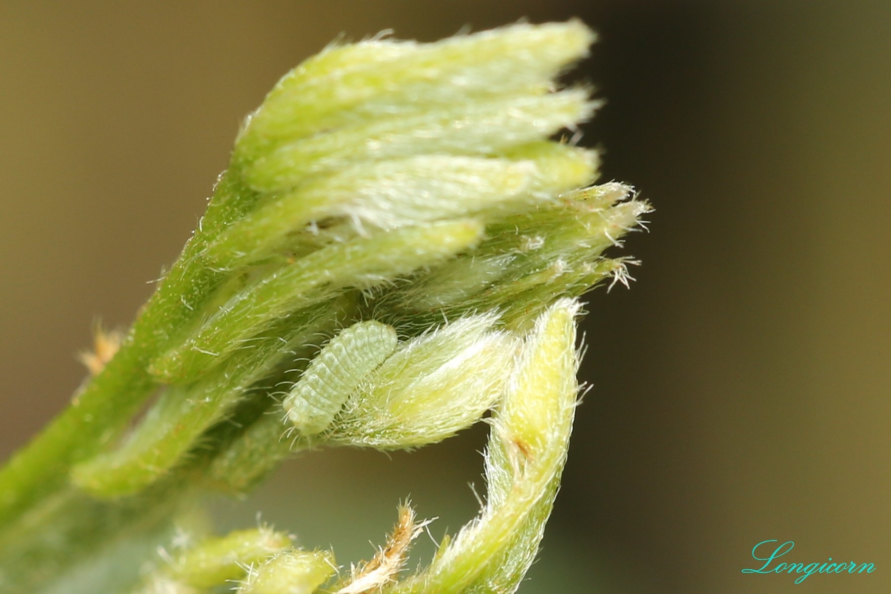 銀灰蝶_一齡幼蟲.JPG 銀灰蝶_一齡幼蟲.JPG