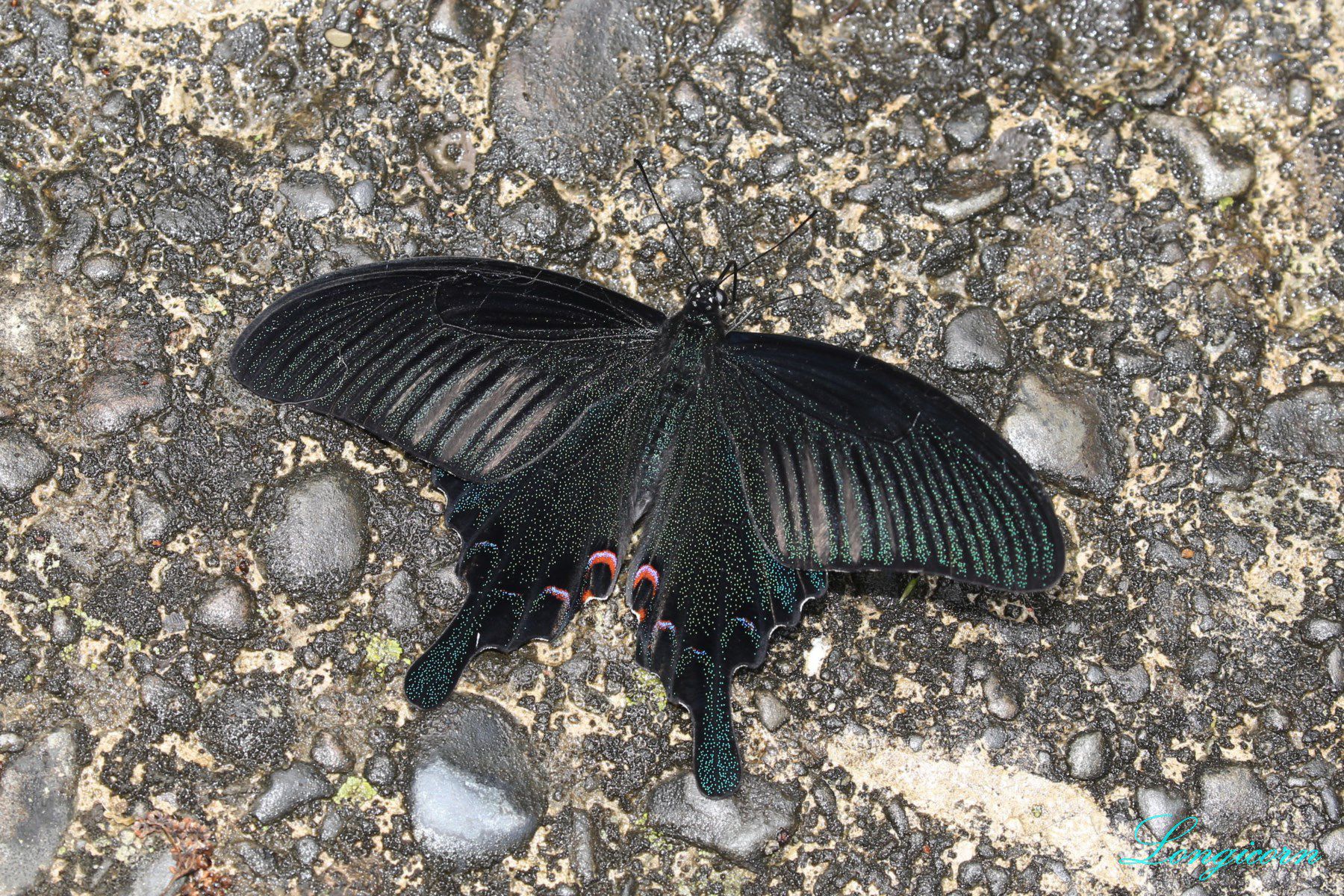 穹翠鳳蝶2.JPG